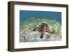 A Colorful Chocolate Chip Sea Star on the Seafloor of Indonesia-Stocktrek Images-Framed Photographic Print