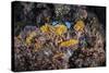 A Colorful Coral Reef Grows Along a Deep Dropoff in the Solomon Islands-Stocktrek Images-Stretched Canvas