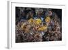 A Colorful Coral Reef Grows Along a Deep Dropoff in the Solomon Islands-Stocktrek Images-Framed Photographic Print