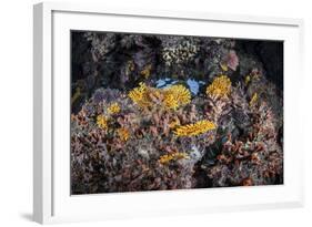 A Colorful Coral Reef Grows Along a Deep Dropoff in the Solomon Islands-Stocktrek Images-Framed Photographic Print