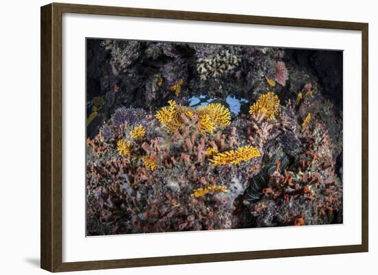 A Colorful Coral Reef Grows Along a Deep Dropoff in the Solomon Islands-Stocktrek Images-Framed Photographic Print