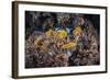 A Colorful Coral Reef Grows Along a Deep Dropoff in the Solomon Islands-Stocktrek Images-Framed Photographic Print
