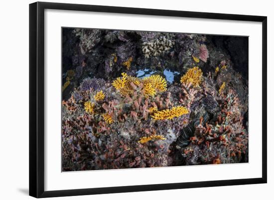 A Colorful Coral Reef Grows Along a Deep Dropoff in the Solomon Islands-Stocktrek Images-Framed Photographic Print