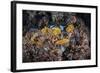 A Colorful Coral Reef Grows Along a Deep Dropoff in the Solomon Islands-Stocktrek Images-Framed Photographic Print