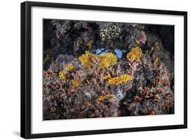 A Colorful Coral Reef Grows Along a Deep Dropoff in the Solomon Islands-Stocktrek Images-Framed Photographic Print