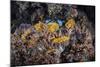 A Colorful Coral Reef Grows Along a Deep Dropoff in the Solomon Islands-Stocktrek Images-Mounted Photographic Print