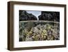 A Colorful Coral Reef Grows in Shallow Water in the Solomon Islands-Stocktrek Images-Framed Photographic Print