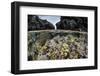 A Colorful Coral Reef Grows in Shallow Water in the Solomon Islands-Stocktrek Images-Framed Photographic Print