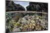 A Colorful Coral Reef Grows in Shallow Water in the Solomon Islands-Stocktrek Images-Mounted Photographic Print