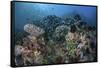 A Colorful Coral Reef Is Covered by Fish in Indonesia-Stocktrek Images-Framed Stretched Canvas