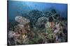 A Colorful Coral Reef Is Covered by Fish in Indonesia-Stocktrek Images-Stretched Canvas