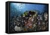 A Colorful Coral Reef Is Covered by Fish in Indonesia-Stocktrek Images-Framed Stretched Canvas