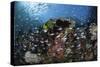 A Colorful Coral Reef Is Covered by Fish in Indonesia-Stocktrek Images-Stretched Canvas