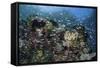 A Colorful Coral Reef Is Covered by Fish in Indonesia-Stocktrek Images-Framed Stretched Canvas