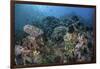 A Colorful Coral Reef Is Covered by Fish in Indonesia-Stocktrek Images-Framed Photographic Print