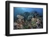 A Colorful Coral Reef Is Covered by Fish in Indonesia-Stocktrek Images-Framed Photographic Print