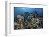 A Colorful Coral Reef Is Covered by Fish in Indonesia-Stocktrek Images-Framed Photographic Print