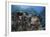 A Colorful Coral Reef Is Covered by Fish in Indonesia-Stocktrek Images-Framed Photographic Print