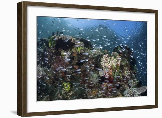 A Colorful Coral Reef Is Covered by Fish in Indonesia-Stocktrek Images-Framed Photographic Print