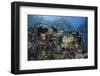 A Colorful Coral Reef Is Covered by Fish in Indonesia-Stocktrek Images-Framed Photographic Print