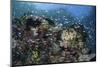 A Colorful Coral Reef Is Covered by Fish in Indonesia-Stocktrek Images-Mounted Photographic Print