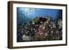 A Colorful Coral Reef Is Covered by Fish in Indonesia-Stocktrek Images-Framed Photographic Print