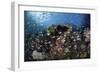 A Colorful Coral Reef Is Covered by Fish in Indonesia-Stocktrek Images-Framed Photographic Print