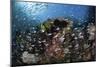 A Colorful Coral Reef Is Covered by Fish in Indonesia-Stocktrek Images-Mounted Photographic Print