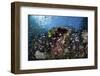 A Colorful Coral Reef Is Covered by Fish in Indonesia-Stocktrek Images-Framed Photographic Print