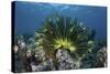 A Colorful Crinoid Clings to a Reef Near the Island of Flores in Indonesia-Stocktrek Images-Stretched Canvas