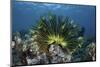 A Colorful Crinoid Clings to a Reef Near the Island of Flores in Indonesia-Stocktrek Images-Mounted Photographic Print