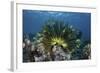 A Colorful Crinoid Clings to a Reef Near the Island of Flores in Indonesia-Stocktrek Images-Framed Photographic Print