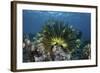 A Colorful Crinoid Clings to a Reef Near the Island of Flores in Indonesia-Stocktrek Images-Framed Photographic Print