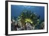 A Colorful Crinoid Clings to a Reef Near the Island of Flores in Indonesia-Stocktrek Images-Framed Photographic Print