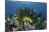 A Colorful Crinoid Clings to a Reef Near the Island of Flores in Indonesia-Stocktrek Images-Mounted Photographic Print