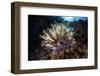 A Colorful Crinoid in Komodo National Park, Indonesia-Stocktrek Images-Framed Photographic Print