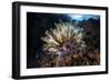 A Colorful Crinoid in Komodo National Park, Indonesia-Stocktrek Images-Framed Photographic Print