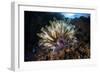 A Colorful Crinoid in Komodo National Park, Indonesia-Stocktrek Images-Framed Photographic Print