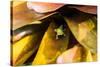 A colorful Day Gecko in a bromeliad flower-Mark A Johnson-Stretched Canvas