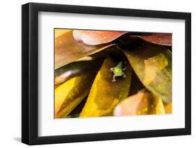 A colorful Day Gecko in a bromeliad flower-Mark A Johnson-Framed Photographic Print