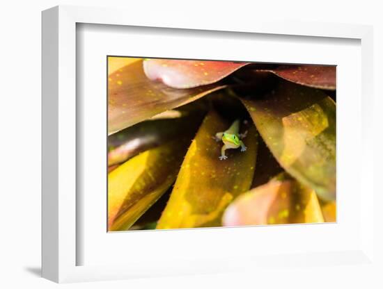 A colorful Day Gecko in a bromeliad flower-Mark A Johnson-Framed Photographic Print