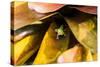 A colorful Day Gecko in a bromeliad flower-Mark A Johnson-Stretched Canvas
