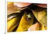 A colorful Day Gecko in a bromeliad flower-Mark A Johnson-Framed Photographic Print