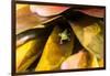 A colorful Day Gecko in a bromeliad flower-Mark A Johnson-Framed Photographic Print