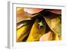 A colorful Day Gecko in a bromeliad flower-Mark A Johnson-Framed Photographic Print