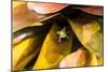 A colorful Day Gecko in a bromeliad flower-Mark A Johnson-Mounted Photographic Print