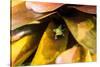 A colorful Day Gecko in a bromeliad flower-Mark A Johnson-Stretched Canvas