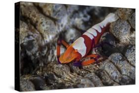 A Colorful Emperor Shrimp Sits Atop a Sea Cucumber-Stocktrek Images-Stretched Canvas