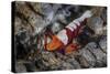 A Colorful Emperor Shrimp Sits Atop a Sea Cucumber-Stocktrek Images-Stretched Canvas
