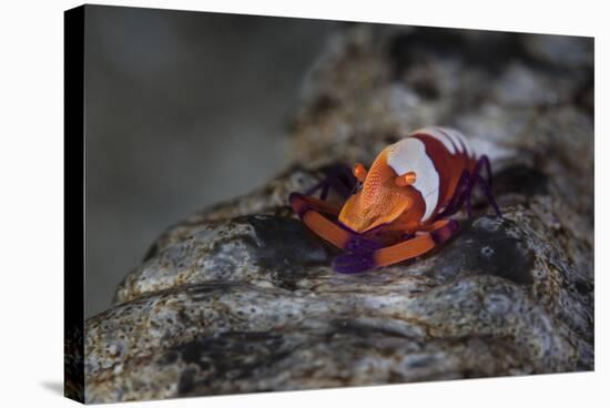 A Colorful Emperor Shrimp Sits Atop a Sea Cucumber-Stocktrek Images-Stretched Canvas